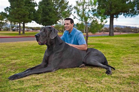 dog knot|Worlds Biggest Dog (282lb BEAST!) OMG!